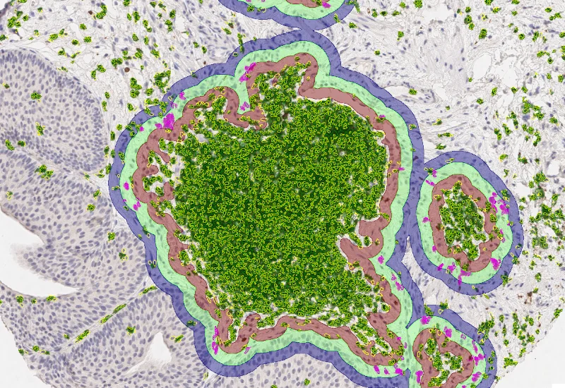 Dynamic Content Image